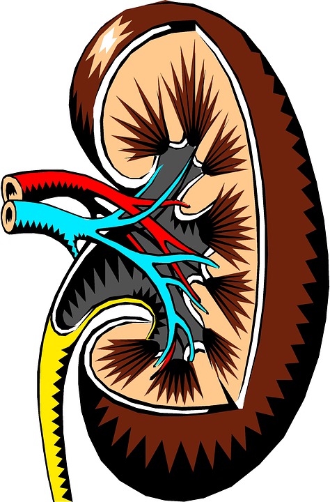 Illustration of kidney